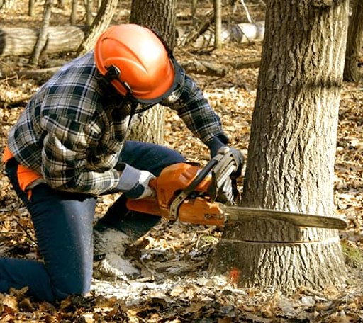 Tree Removal in Stowell, TX